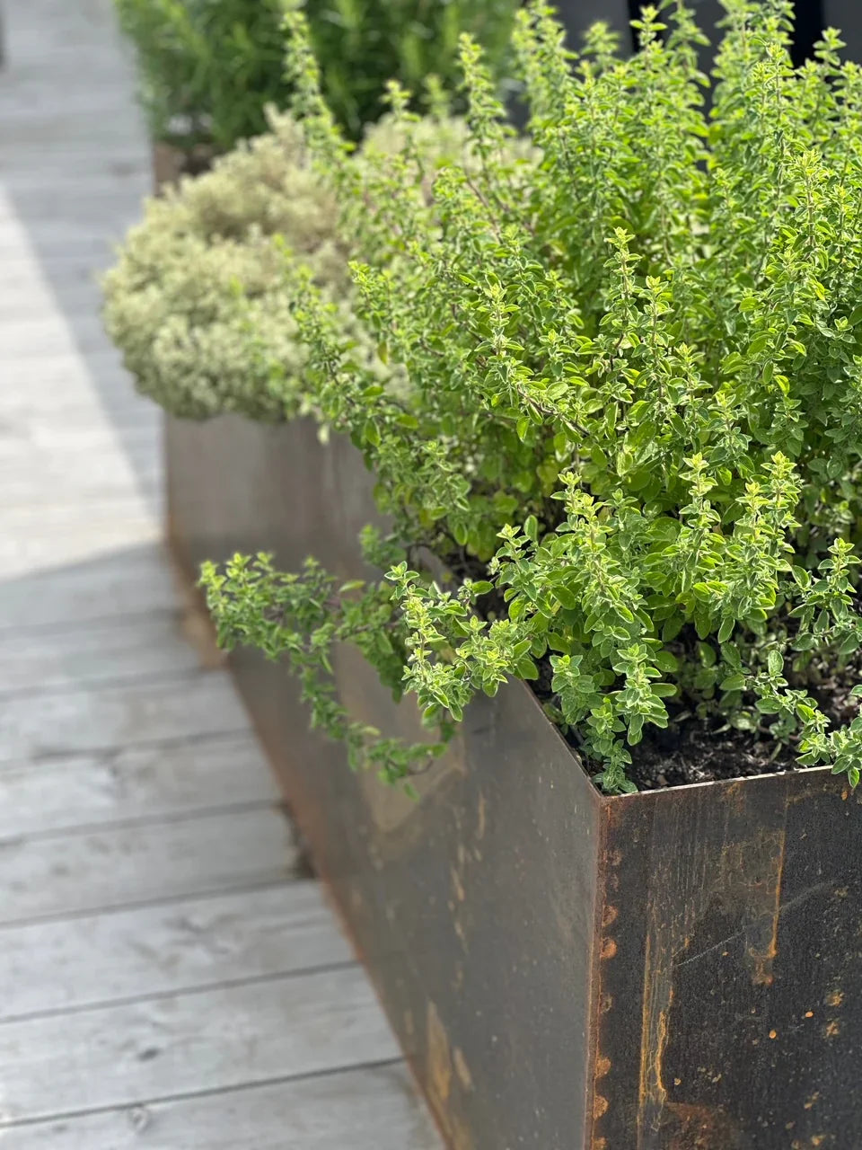 Pflanzen für Hochbeete | Finden Sie Inspiration für Hochbeete | Der Stahlgarten