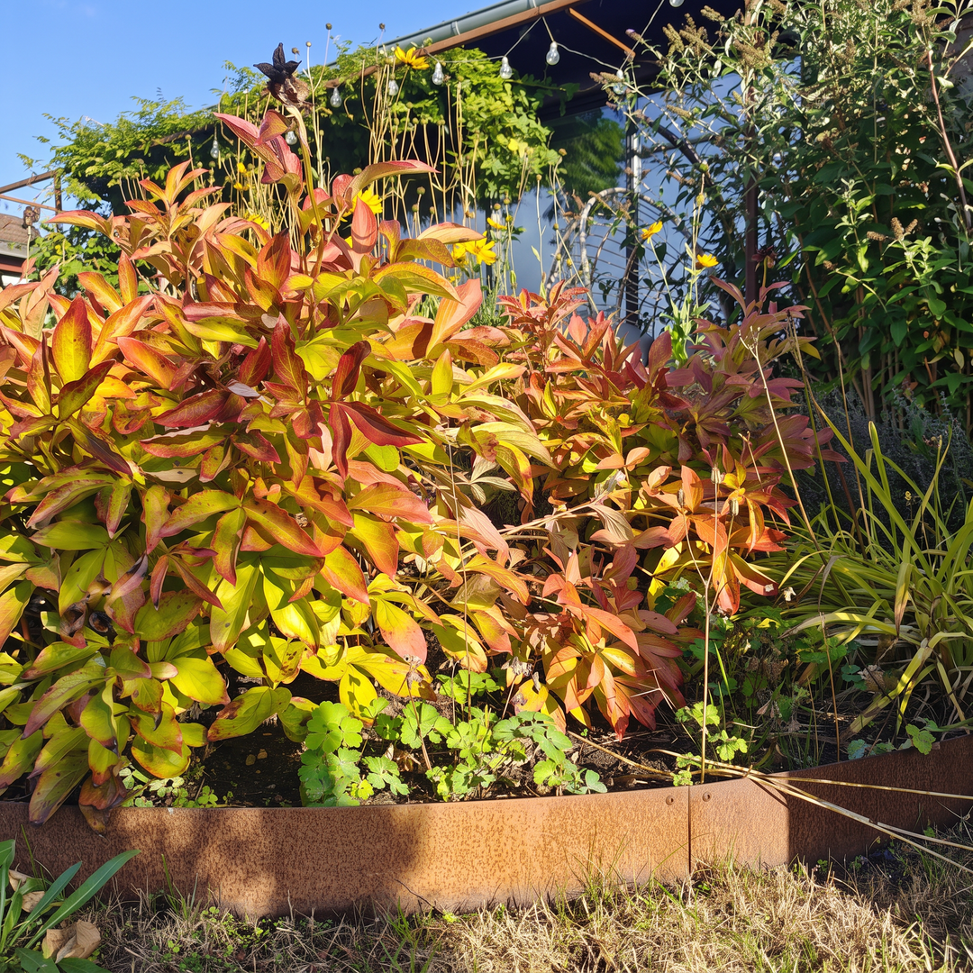Rasenkante aus Cortenstahl mit verschraubter Verbindung vor dichter Bepflanzung mit Herbstlaub und gelben Blüten.
